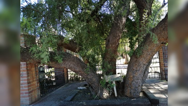 Ya conoces el árbol más viejo de Hermosillo? Le puede dar sombra a 11 carros