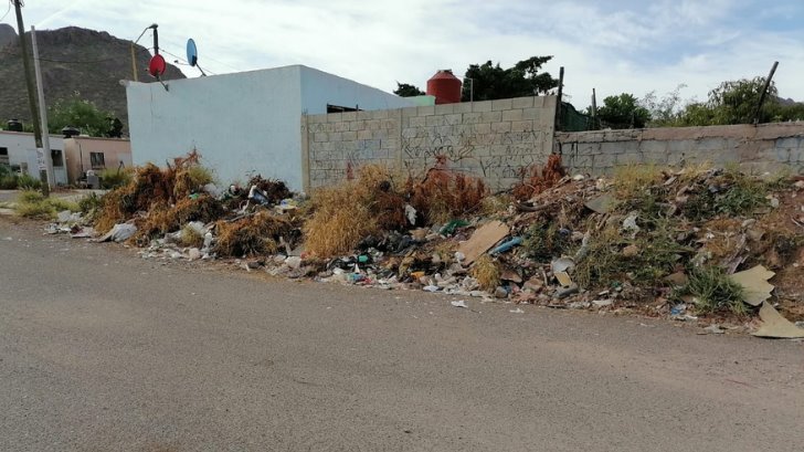 Encuentran serpiente entre la basura que obstruye una banqueta al norte de Guaymas