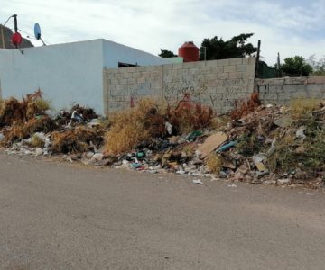 Encuentran serpiente entre la basura que obstruye una banqueta al norte de Guaymas