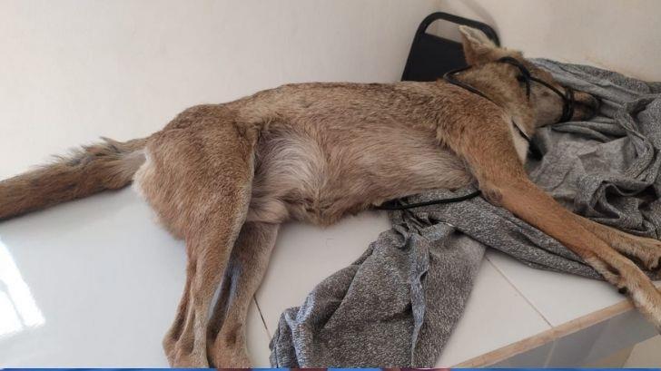 Le salvan la vida a coyote que fue atropellado en carretera Navojoa-Obregón