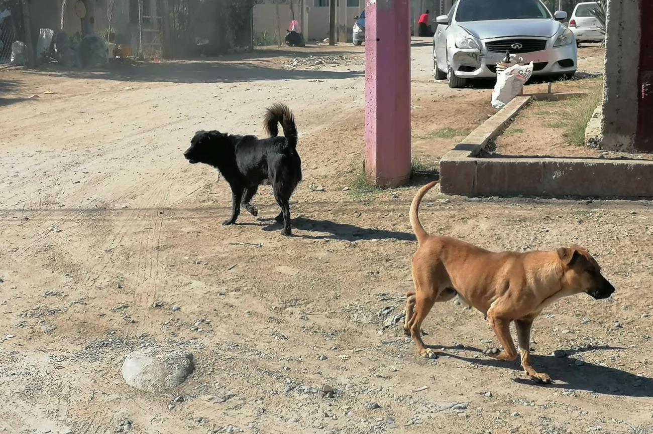 Sobrepoblación de perros callejeros no está en la agenda de los Gobiernos