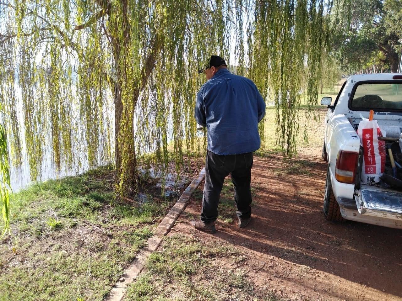 Letal plaga amenaza a los sauces llorones de Ciudad Obregón