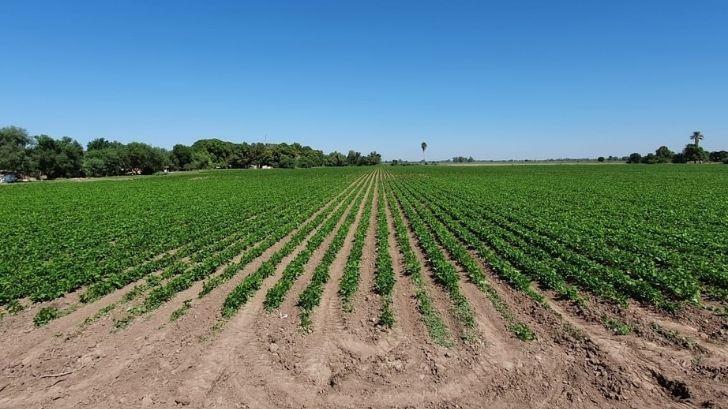 Horticultores cierran con el año con cosechas favorables