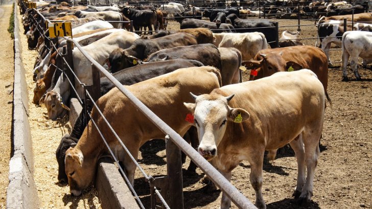 El problema es que nadie regula eso: aumentan precios de insumos para ganaderos