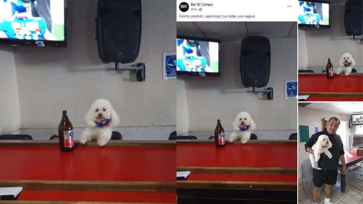 Bar de Hermosillo resguarda a un perrito y se hace viral