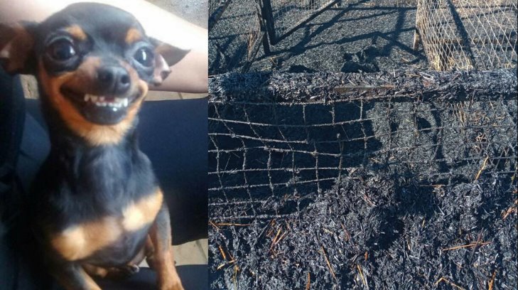 Granjeros pierden más de 7 mil pacas de trigo en incendio; resultó ser todo a causa de un perrito