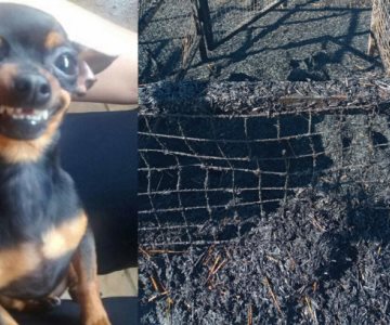 Granjeros pierden más de 7 mil pacas de trigo en incendio; resultó ser todo a causa de un perrito