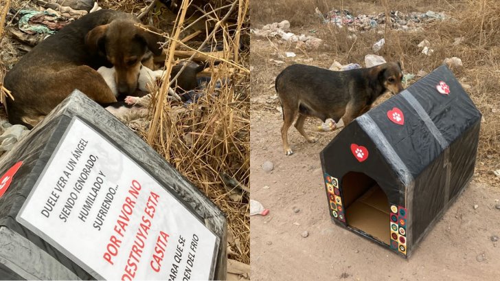 Milagro Canino pide apoyo para dar casas a perritos de la calle en Navojoa