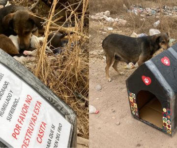 Milagro Canino pide apoyo para dar casas a perritos de la calle en Navojoa