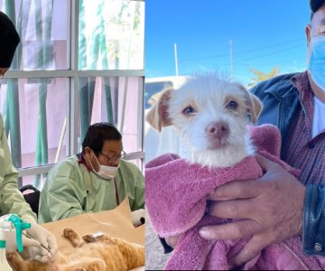 Por el bien de los lomitos: un centenar de mascotas son esterilizadas en Nogales
