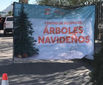 ¡No los quemes! Recibirán pinos naturales de Navidad en Hermosillo