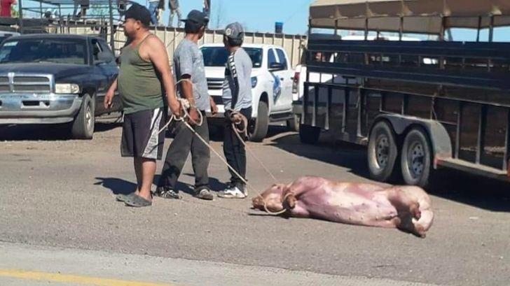 Los efectos de la rapiña de cerdos en Navojoa están por manifestarse