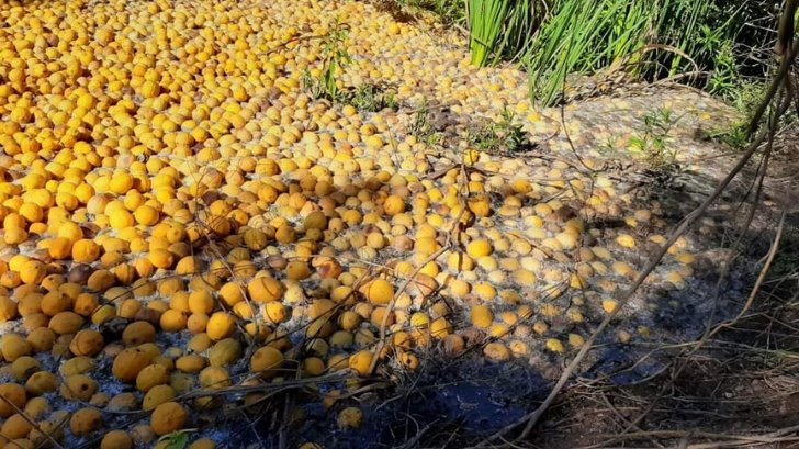 Mancha naranja invade el Río Mayo; denuncian contaminación