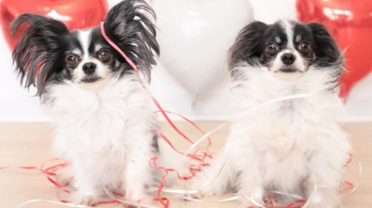 Para no perder dinero ni seguidores, influencers clonan a sus mascotas muertas
