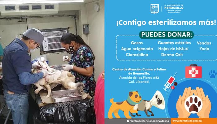 Hermosillo: Exhortan a donar material para seguir con esterilizaciones gratuitas