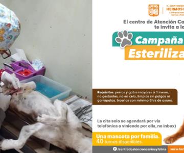 Así puedes esterilizar a tu mascota de forma gratuita en el Centro de Atención Canina y Felina de Hermosillo