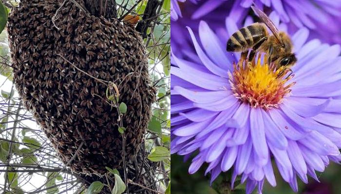 Vecinos de la colonia Ley 57 denuncian enorme panal de abejas