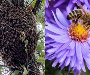 Vecinos de la colonia Ley 57 denuncian enorme panal de abejas