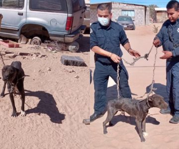 Gracias a un ciudadano, Bomberos rescatan a un perrito abandonado en un patio