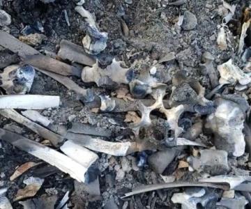 Colectivo de Huatabampo localiza restos óseos