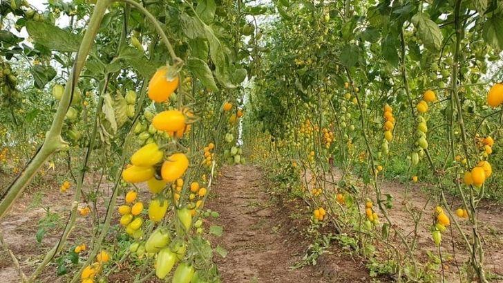 Sin reporte de daños en cultivo de hortalizas por bajas temperaturas