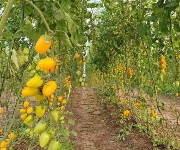 Sin reporte de daños en cultivo de hortalizas por bajas temperaturas