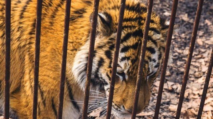 Corren a Ejército de pueblo que tenía drogas ¡y tigres!