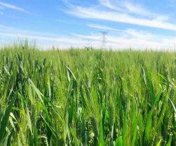 Cultivo de trigo en presunta crisis; escasez y desestabilidad de precios