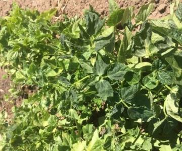 Bajas temperaturas provocan daños en cultivos del Valle del Yaqui