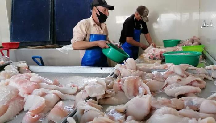 Alta demanda por Cuaresma encarece y escasea pescado y mariscos