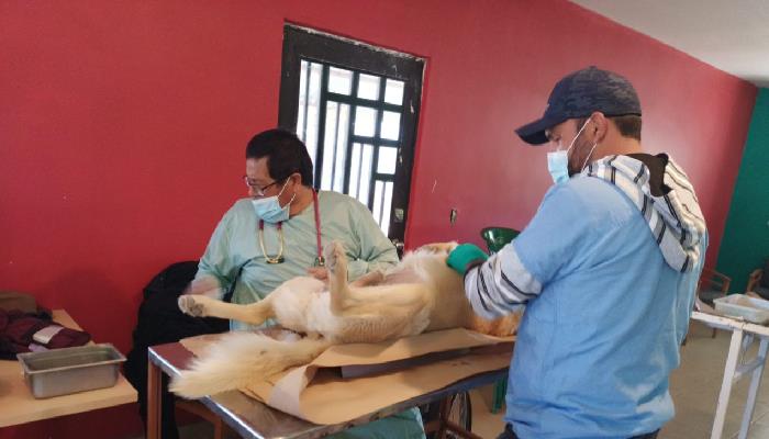 Más de 600 mascotas esterilizadas en campañas de Salud Municipal en Nogales