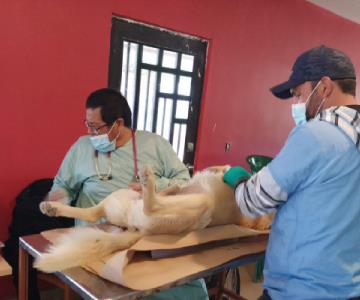 Más de 600 mascotas esterilizadas en campañas de Salud Municipal en Nogales