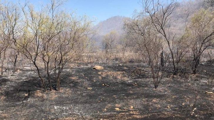 Incendios forestales en Álamos son provocados: Comandante de Bomberos