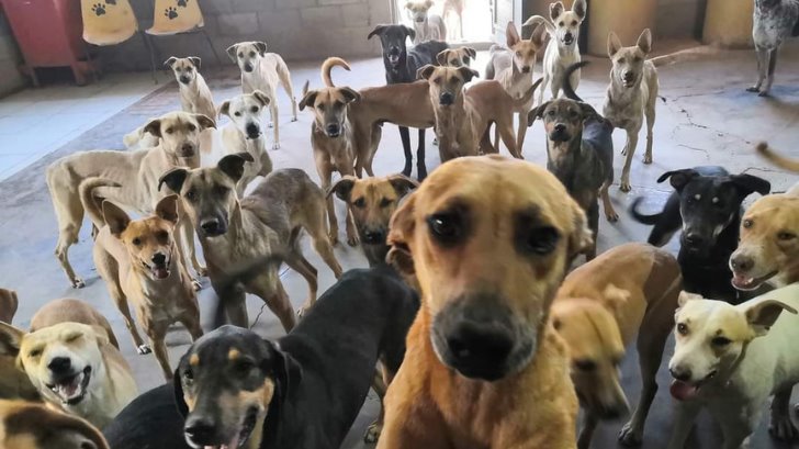 Invitan a la noche bohemia para apoyar a los perritos de Milagro Canino en Navojoa