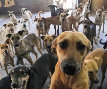 Más de 70 perritos de Navojoa necesitan apoyo para comer