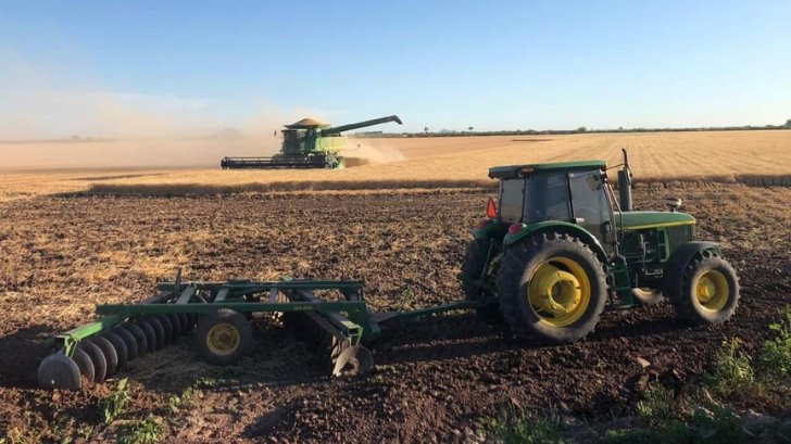 Siembra de trigo en el Valle del Mayo ya está en la recta final