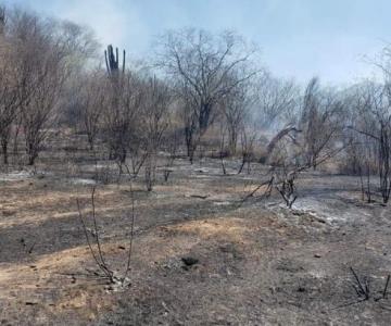 Estiman alrededor de 50 incendios forestales para este año en Sonora