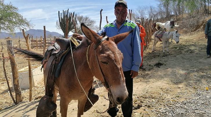 Caballos y burritos, los héroes sin capa de las provisiones en la Sierra de Álamos