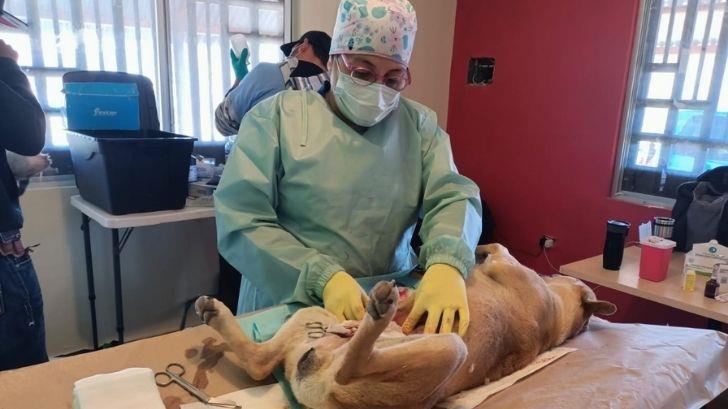 Cerca de miil 500 perros y gatos han sido esterilizados en Nogales