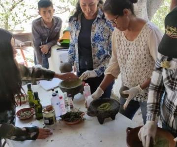 Mayos de Sonora y Sinaloa solicitan permiso para cultivo de cannabis