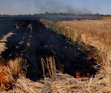 Llaman a agricultores de Navojoa a evitar la quema de gavilla