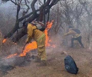 Consume fuego 2 mil 955 hectáreas de la Sierra de Álamos