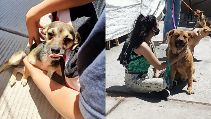Continúan jornadas de esterilización de mascotas en Nogales