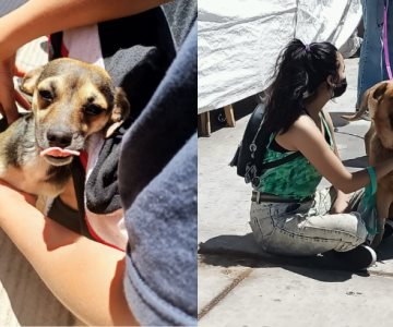 Continúan jornadas de esterilización de mascotas en Nogales