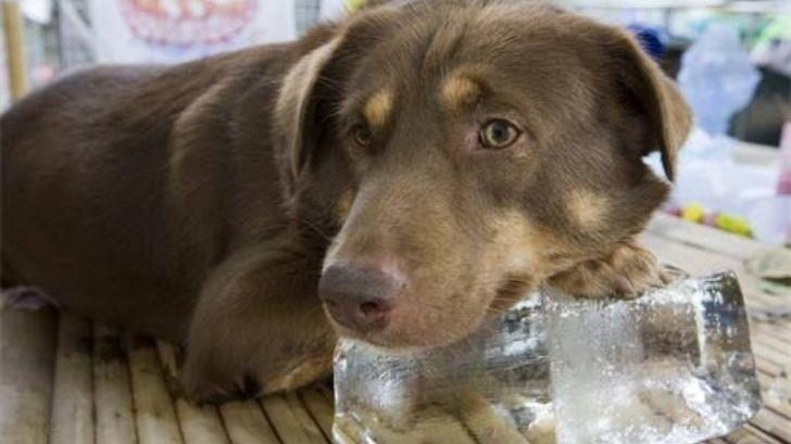 Cuida a tu mascota esta temporada de calor; recomendaciones del CCA