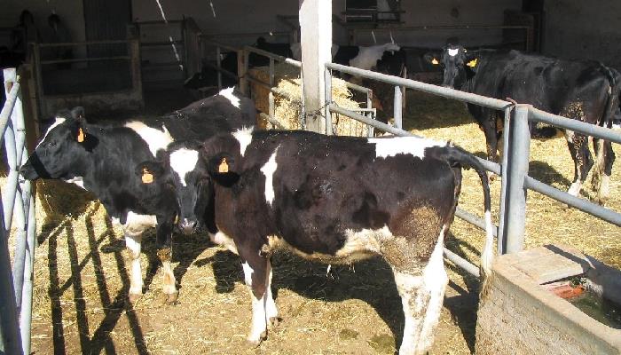 Sequía también golpea a productores de leche del Valle del Yaqui