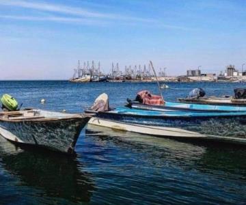 Tiburones en Yavaros: reanudan captura de callo de hacha con temor