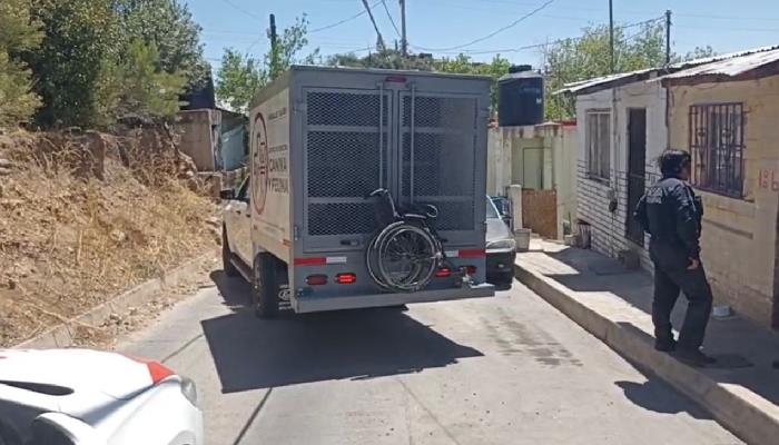 Rescatan a 90 animales en estado de hacinamiento