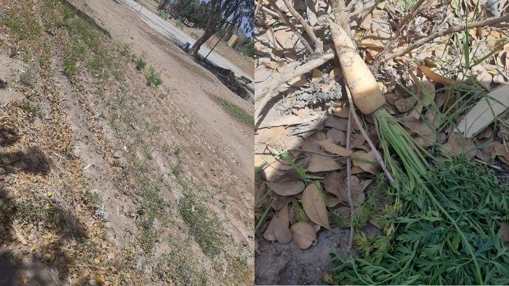 Siguen vandalizando el parque La Sauceda en Hermosillo