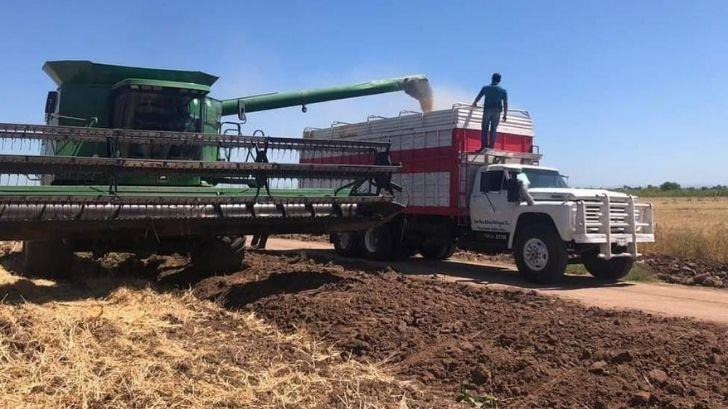 Pronostican bajos rendimientos de trigo en Valle del Mayo